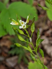Draba arabisans