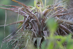 Tillandsia kalmbacheri