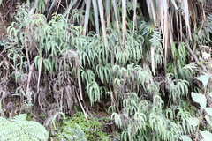 Sticherus squamulosus