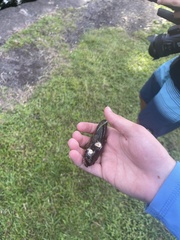 Eleotris sandwicensis