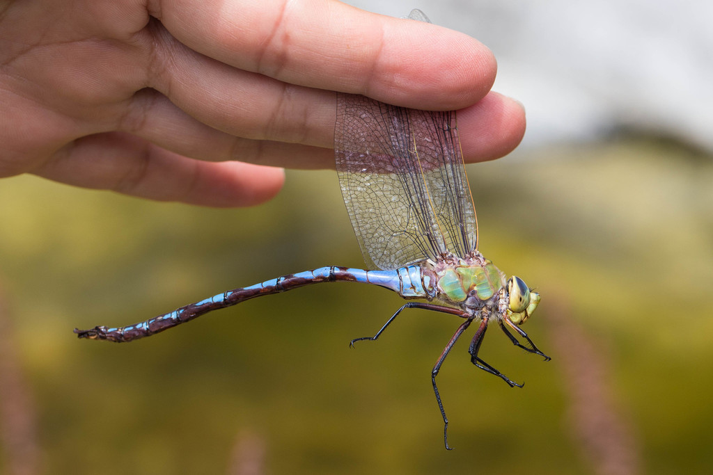 Giant Darner