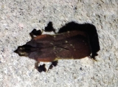 Galasa nigrinodis