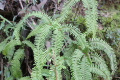 Sticherus squamulosus