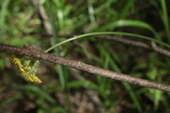 Pilosella glomerata