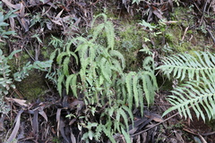 Sticherus squamulosus