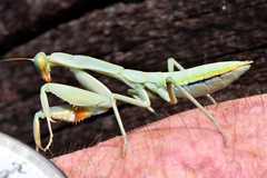 Trachymantis dentifrons