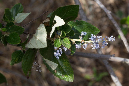 Feltleaf ceanothus (Ceanothus arboreus)