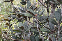 Planchonella crassinervia