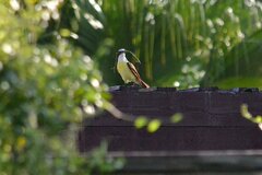 Pitangus sulphuratus