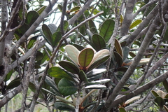 Planchonella crassinervia