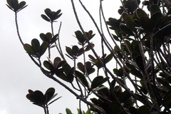 Planchonella crassinervia