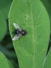Diptera