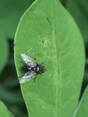Diptera