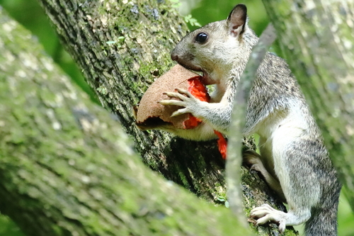 Subspecies Sciurus variegatoides bangsi · iNaturalist