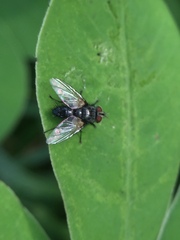 Diptera