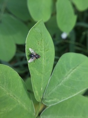 Diptera