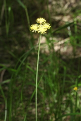 Pilosella glomerata