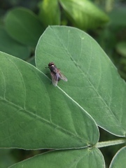 Musca