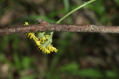 Pilosella glomerata