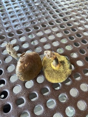 Cyanoboletus cyaneitinctus