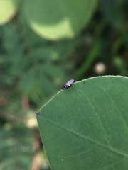 Oscinellinae