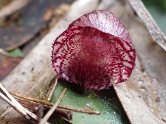 Corybas undulatus