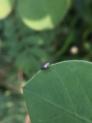 Oscinellinae