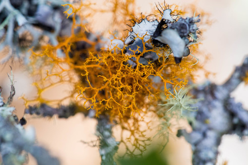 Golden Hair-lichen