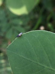 Oscinellinae