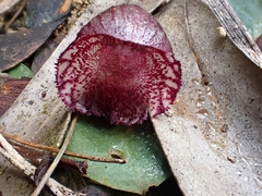 Corybas undulatus