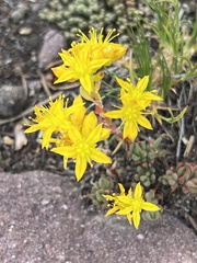 Sedum debile