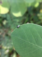 Oscinellinae