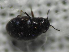 Limnichidae