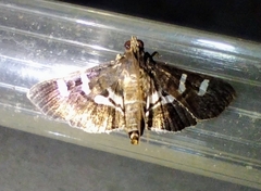 Desmia subdivisalis