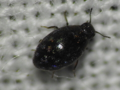 Limnichidae