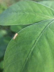 Nematocera