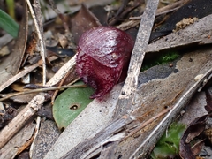 Corybas undulatus