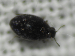 Limnichidae