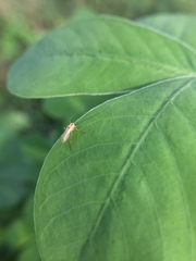 Nematocera