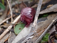 Corybas undulatus
