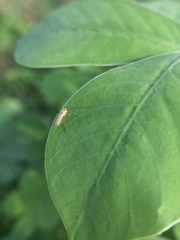 Nematocera