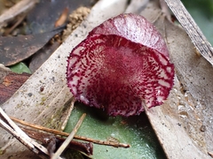 Corybas undulatus
