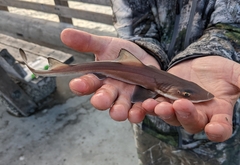 Mustelus henlei