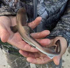 Mustelus henlei