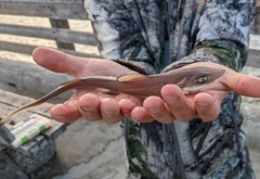 Mustelus henlei