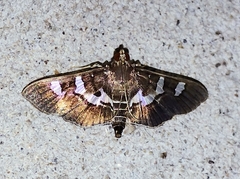 Desmia subdivisalis