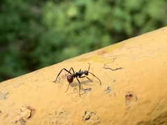 Formicidae