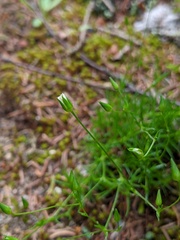 Sabulina dawsonensis
