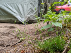 Sabulina dawsonensis