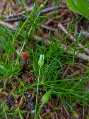 Sabulina dawsonensis